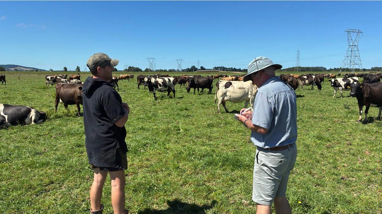 Taking a phone photo of pasture on a farm in New Zealand to measure cover