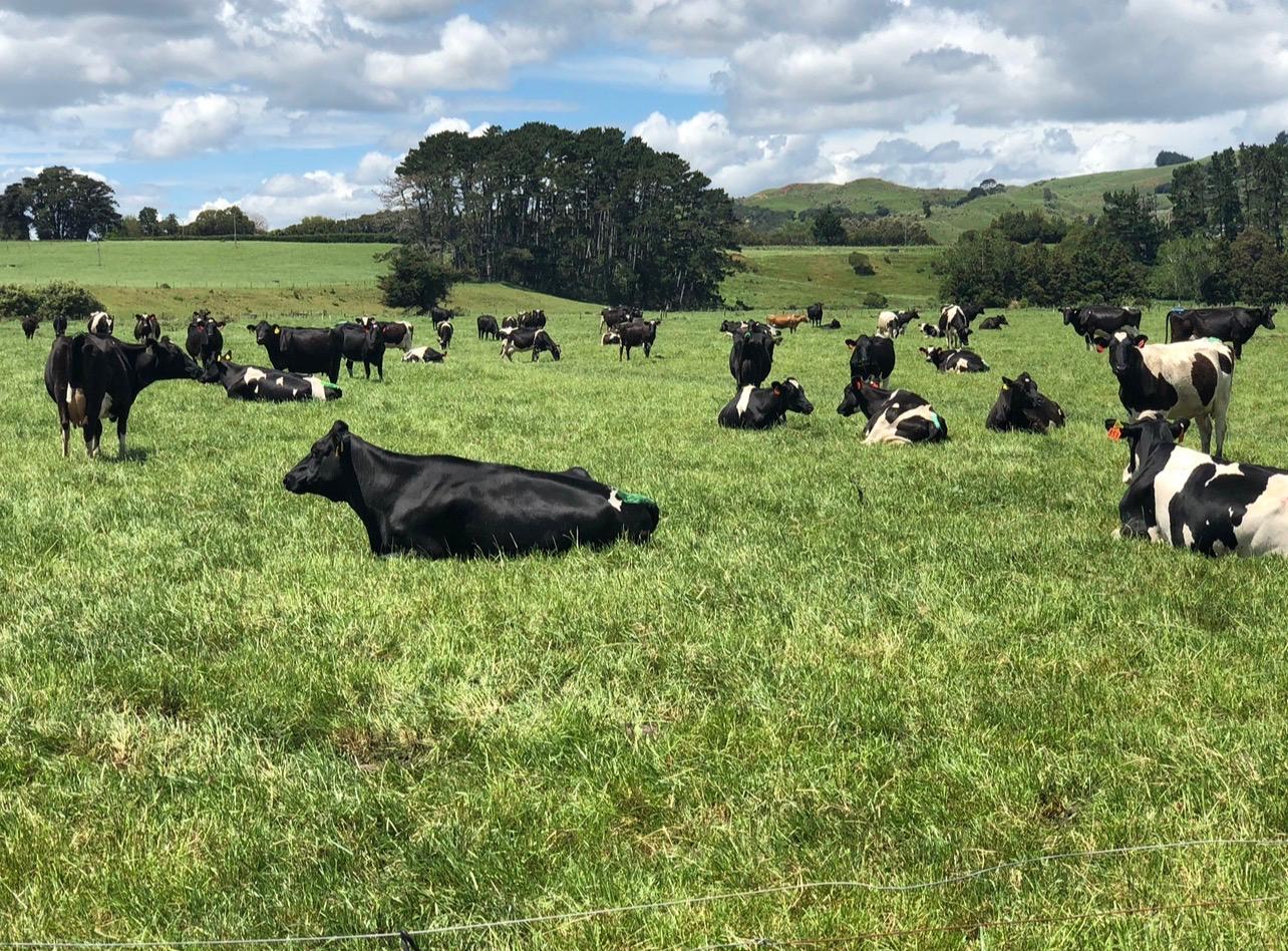 Step 3 of measuring pasture cover with Pasture Ai in New Zealand